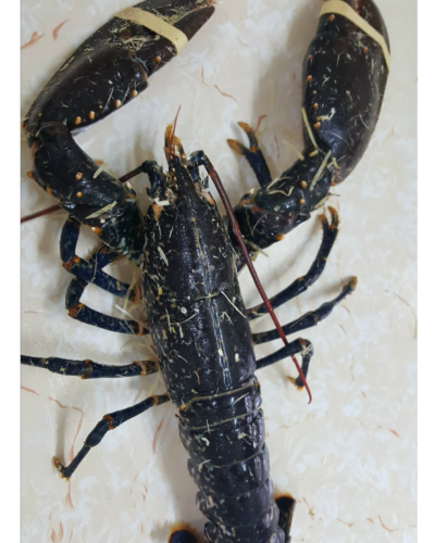 French_Lobster